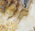 Petrified Wood (Araucaria) Slab - Madagascar #39536-1